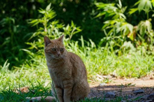 猫(177) 猫(177)の写真