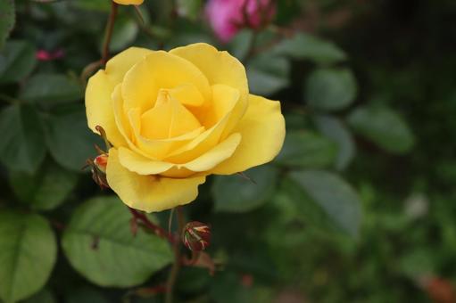 バラ園に咲く黄色い薔薇を撮りました バラ園に咲く黄色い薔薇を撮りましたの写真