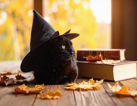 魔女の猫 魔女の猫の写真