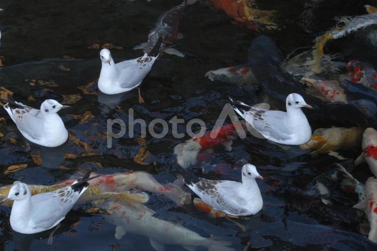 カモメと鯉 鳥,カモメ,池の写真素材