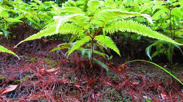 Fern, fougère, usine, naturel, JPG