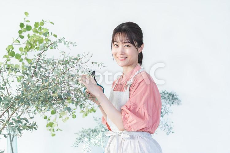 手入れをするエプロンをつけた女性 女性,花屋,フラワーショップの写真素材