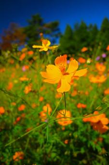 秋風に揺れるコスモス 秋風に揺れるコスモス 自然,花,秋の写真素材