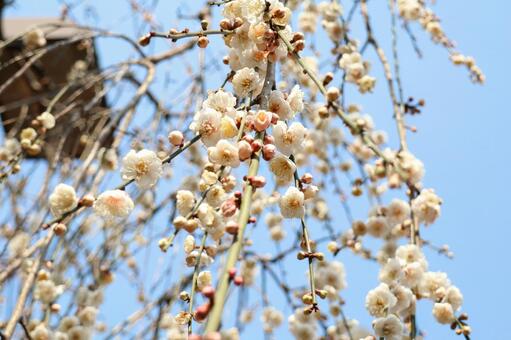 風にそよぐ枝垂れ梅 梅,白梅,枝垂れ梅の写真素材