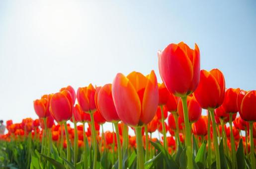 Spring flowers, JPG