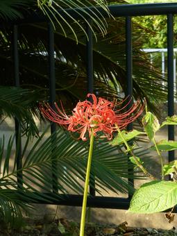 川沿いの遊歩道脇に咲いたヒガンバナ ヒガンバナ,花,植物の写真素材
