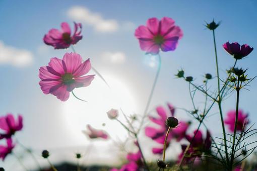 コスモス コスモス,秋,花の写真素材