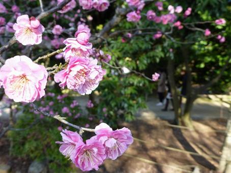 梅 梅の写真
