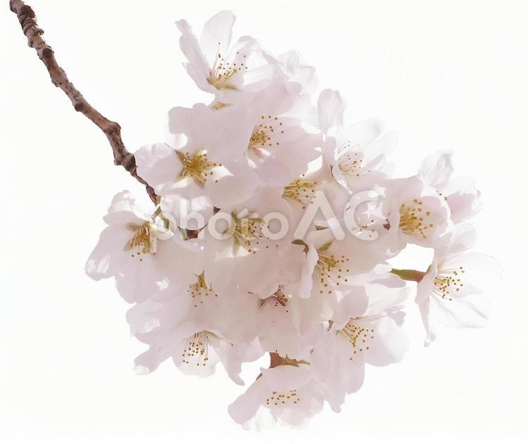 桜（PSD切抜用パス付） 桜,パス,素材の写真素材