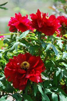 ボタンの花 ボタンの花の写真