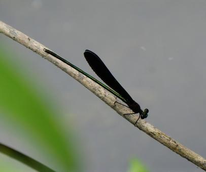 ハグロトンボ ハグロトンボ ハグロトンボ,トンボ,昆虫の写真素材