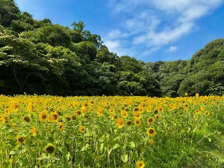 くりはま花の国 8月のひまわり畑 くりはま花の国 8月のひまわり畑 向日葵畑,ヒマワリ,花畑の写真素材