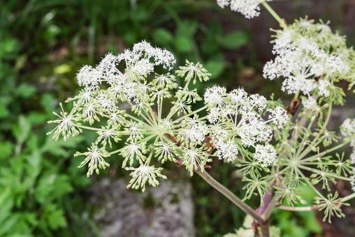 シシウドの花 シシウドの花の写真