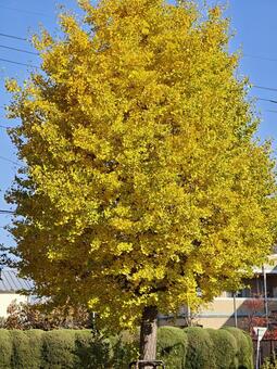 秋空に映える黄金のイチョウ イチョウ,黄葉,黄色の写真素材