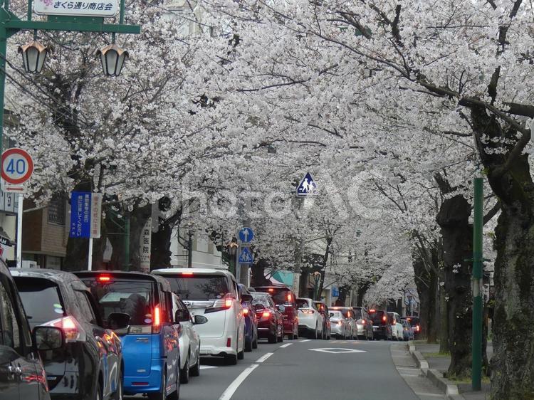 満開の桜のトンネルと渋滞した車の列 桜,ソメイヨシノ,春の写真素材