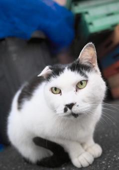 A cat staring at something, JPG A cat staring at something, JPG