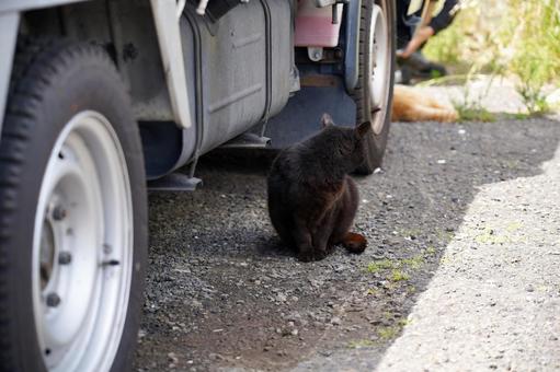 Black cat under the truck, JPG Black cat under the truck, JPG