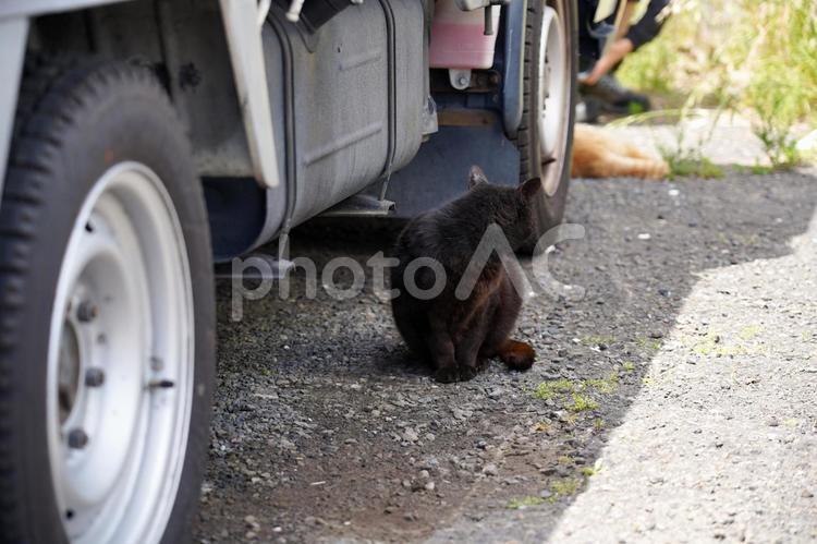 トラックの下の黒猫 猫,動物,黒猫の写真素材