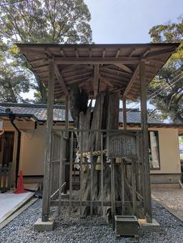 茨城 泉神社 御神木 茨城 泉神社 御神木 建造物,日本,外観の写真素材