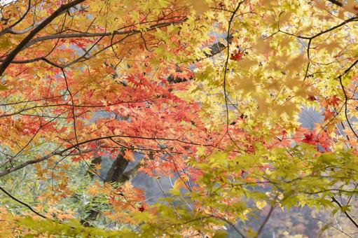 秋の紅葉した背景の写真