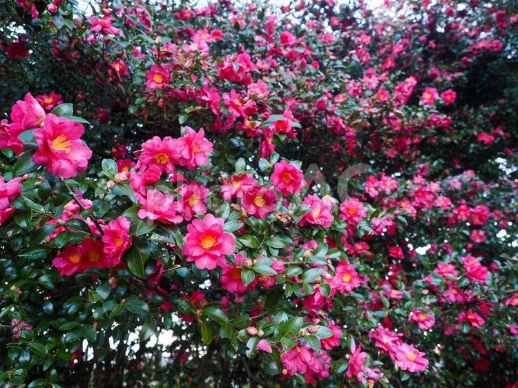 サザンカのある風景 花,赤い花,赤の写真素材