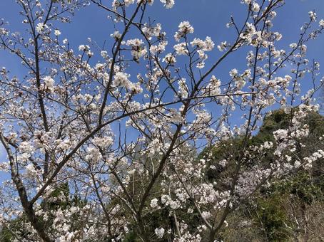 桜と空 桜と空の写真