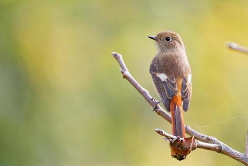 秋、渡って来たジョウビタキ雌 ジョウビタキ,尉鶲,雌の写真素材