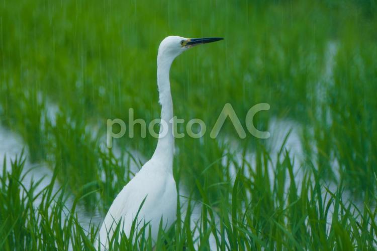 田んぼのチュウサギ シラサギ,中鷺,水田の写真素材