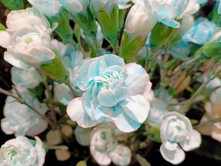 水色に染めたカーネーション ナデシコ科ナデシコ属,多年草,オランダナデシコの写真素材