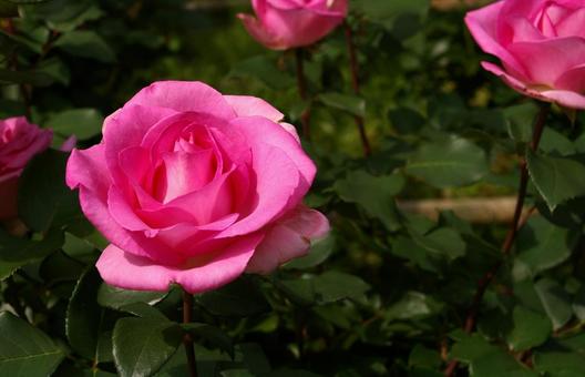 ピンクの薔薇 城山公園1 ピンクの薔薇 城山公園1の写真