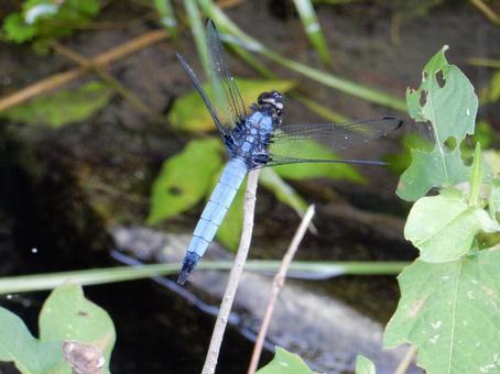 Photo, coconut shell, large salted dragonfly, dragonfly, 