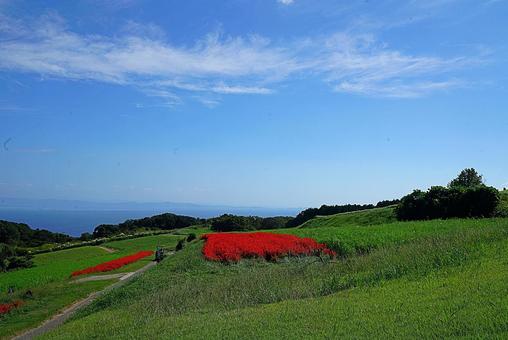 淡路島　あわじ花さじき㊹　サルビア 兵庫県,あわじ花さじき,サルビアの写真素材