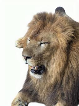 ライオン ライオン,lion,動物の写真素材