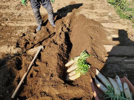 冬に備えて大根を畑に活ける 冬支度,大根,畑の写真素材