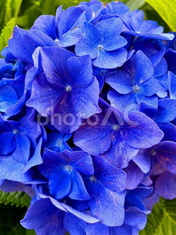 セイヨウアジサイ　青紫色 紫陽花,花,見頃の写真素材