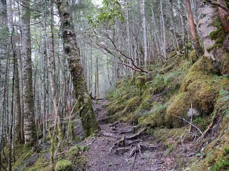 甲武信ヶ岳の登山道 甲武信ヶ岳の登山道 甲武信ヶ岳,西沢渓谷,徳ちゃん新道の写真素材