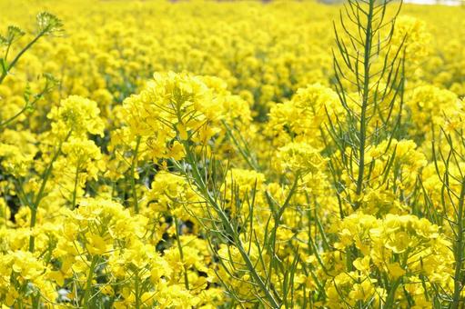 農村の春 青空と菜の花 農村の春 青空と菜の花の写真