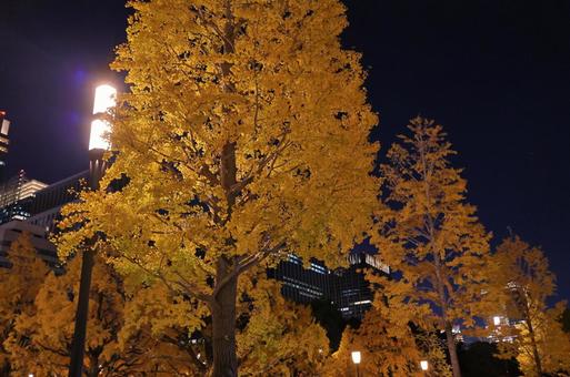 夜の木々 夜の木々の写真