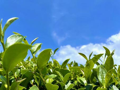 茶畑と青空 茶畑と青空の写真