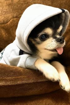かわいいチワワのフード姿 かわいいチワワのフード姿の写真
