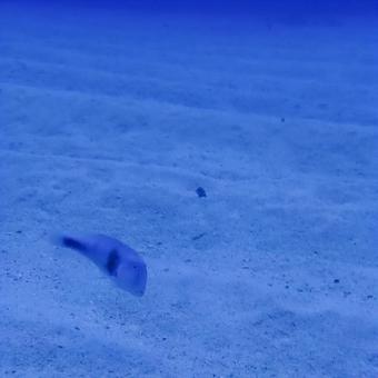 ホウキボシテンス(正方形サイズ) ホウキボシテンス,魚,白い砂の写真素材