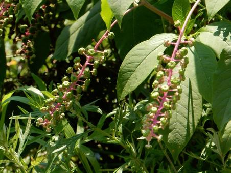 【植物写真】ヨウシュヤマゴボウ 【植物写真】ヨウシュヤマゴボウの写真