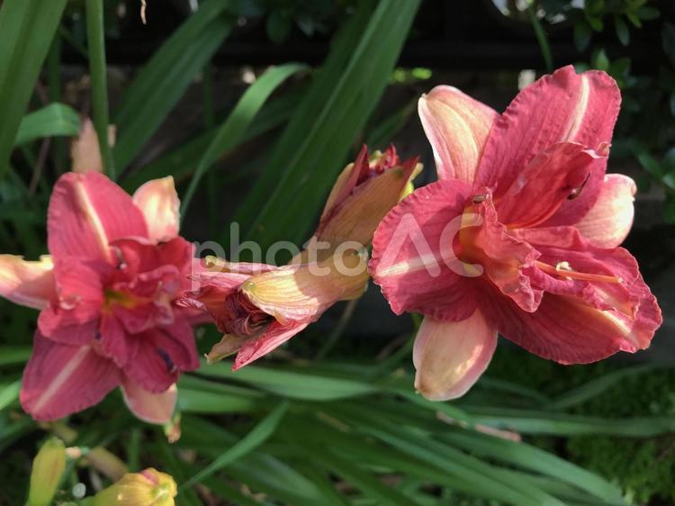 ヘメロカリスの花。 ヘメロカリス,デイリリー,多年草の写真素材