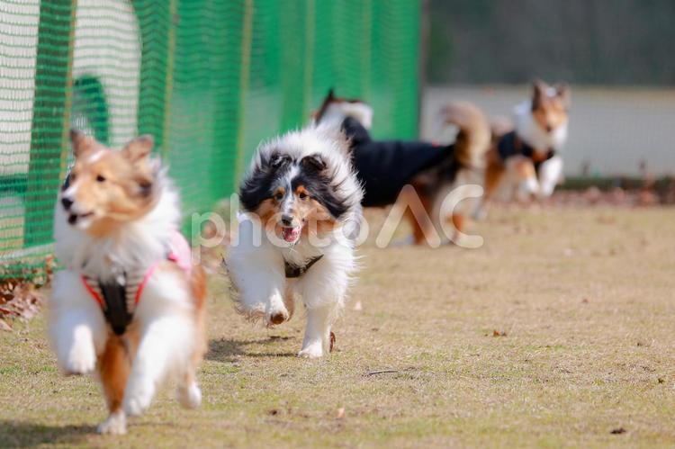 シェルティラン 犬,ペット,犬科の写真素材