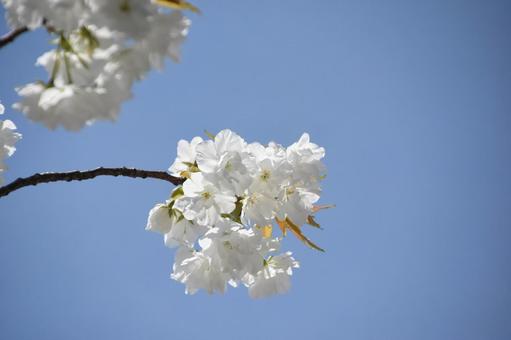 千原桜 千原桜の写真