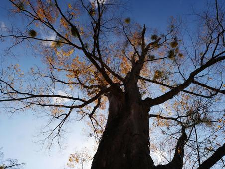 青空と巨木 黄葉,秋,青空の写真素材