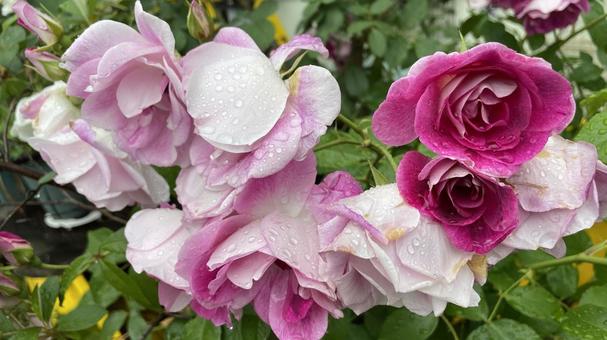 ピンク系の花 花,植物,かわいいの写真素材