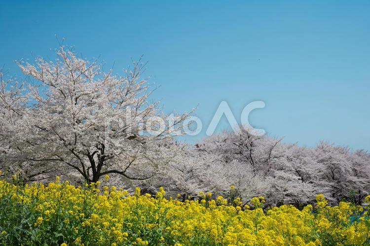 桜と青空と菜の花畑 桜,春,菜の花の写真素材