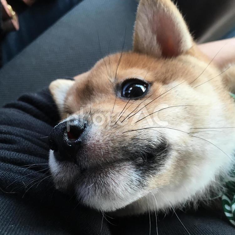 豆柴 動物,dog,癒しの写真素材