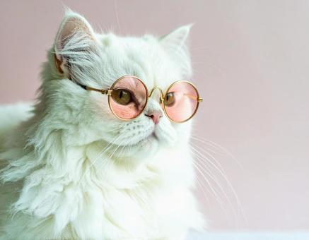 ピンク色の眼鏡と猫 ピンク色の眼鏡と猫の写真